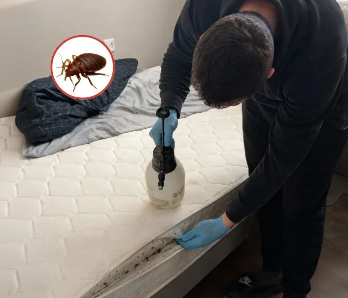 Technicien traitant un matelas contre les punaises de lit à Yerres